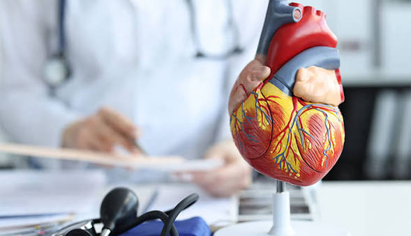Modelo anatômico de coração em consultório médico